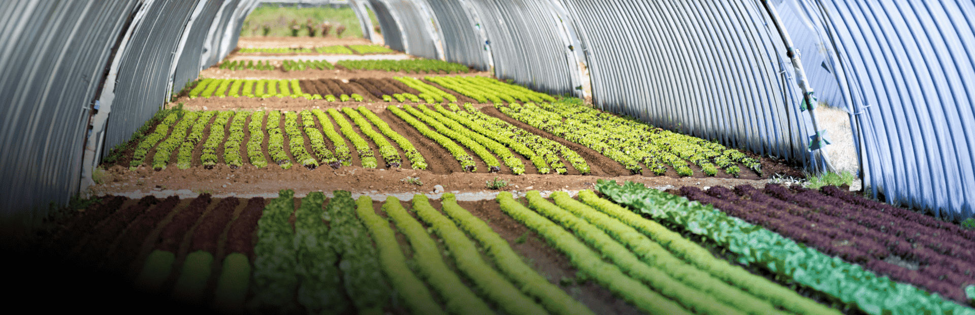 Nông Sản và Thực Phẩm