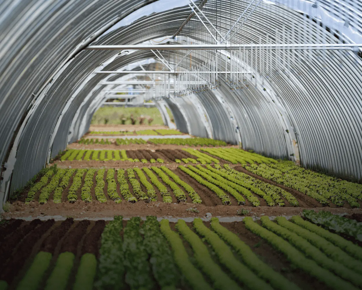 Nông Sản và Thực Phẩm