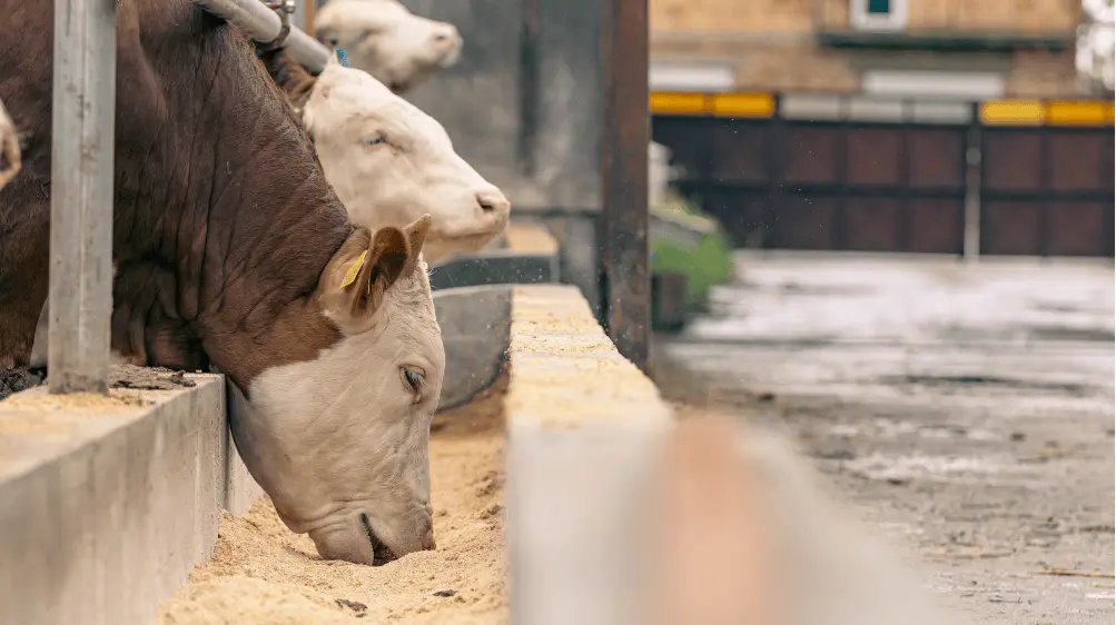 Chứng Nhận Hợp Quy Thức Ăn Chăn Nuôi