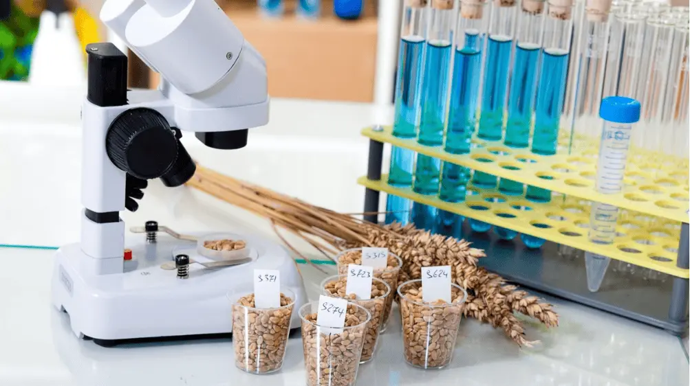 Kiểm Nghiệm Gạo