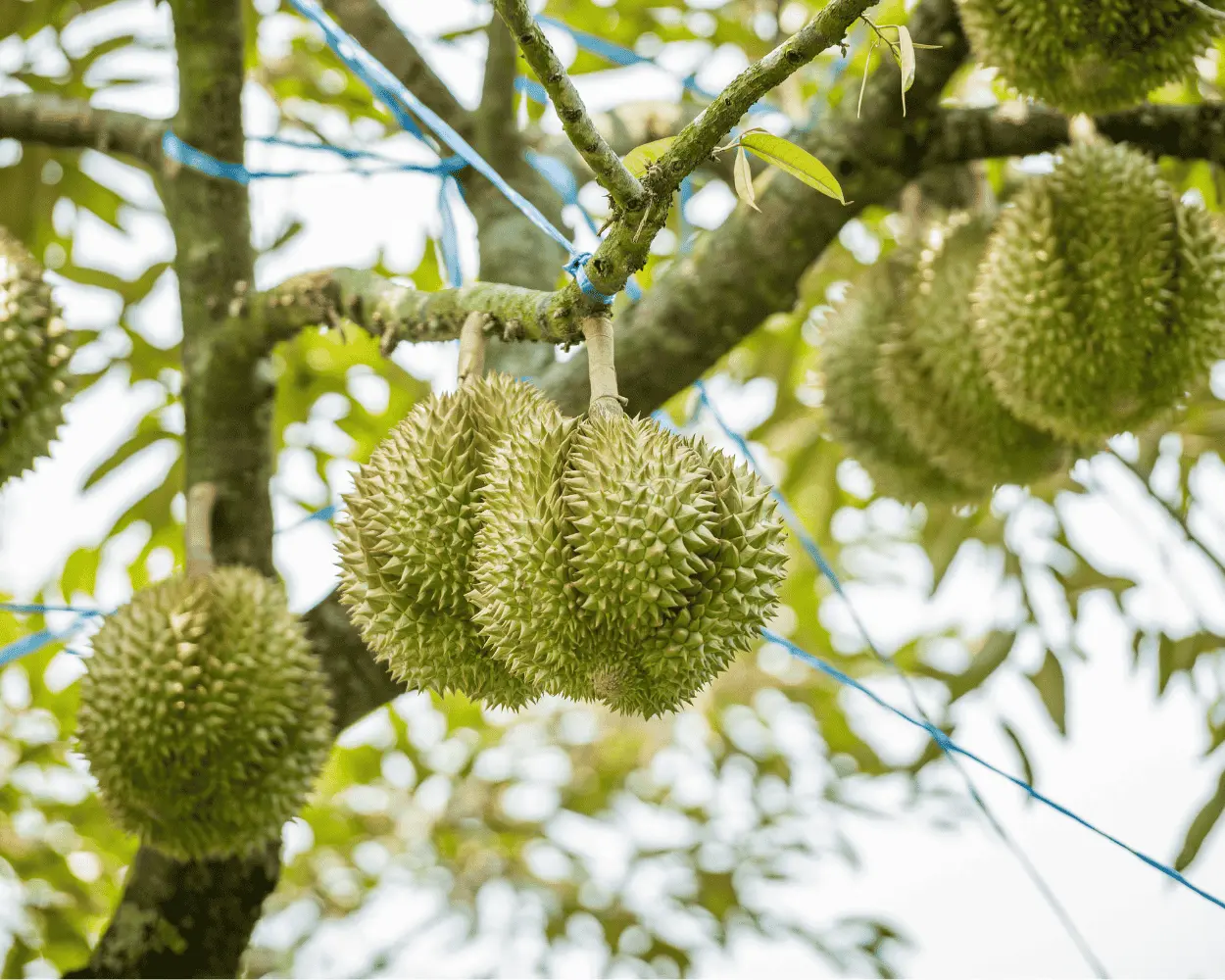 thu nghiem sau rieng xuat khau