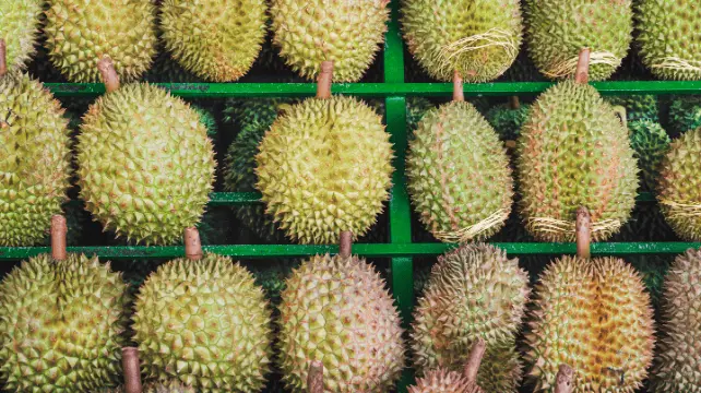 thu nghiem sau rieng xuat khau